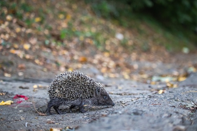 始终对胜利 始终对胜利